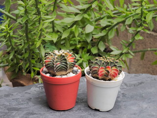 view of two Gymnocalycium friedrichii lb 2178 Hybrid Variegated Cactus in flowerpots on wood ground with green nature blurred background.