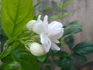 Obraz na płótnie Canvas White Belly Jasmin Flower Closeup
