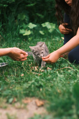 Feeding stray kitten on the street. Help homeless animals. Selective focus. People hands © Stanislav