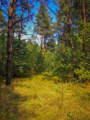 autumn in the forest