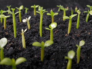 many green seeds of Desert rose (Adenium obesum) growing in seed tray, common names include Sabi star, kudu, mock azalea, impala lily and desert rose.