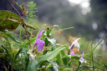 Flower in green garden at Uttarakhand