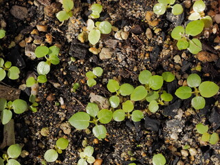 Top view many seeds of  Dorstenia D. foetida succulent plant growing on black soil.