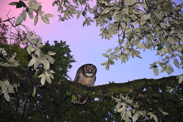 Beautiful picture of big brown owl in tree branch