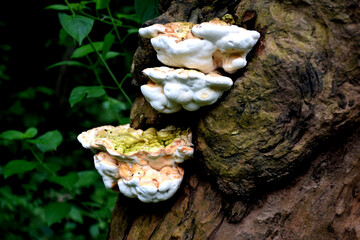 Beautiful picture of wild mushroom and moss on tree