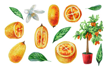 Watercolor set with orange kumquat fruit, tree, flowers. isolated on a white background. Botanical watercolor illustration of  kumquat fruit cut into halves, slices. Christmas plants. Chinese new year