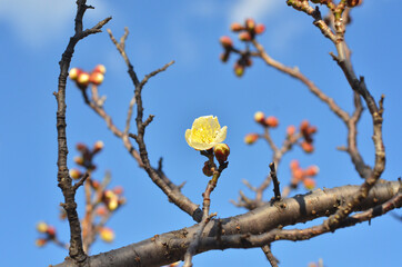 初春の青空に咲く一輪の白梅