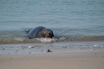 Fototapeta premium One Grey Seal, swimming in the sea with head above water. On the beach inside sea waves