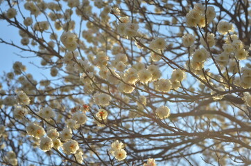 木漏れ日に咲く満開の白梅