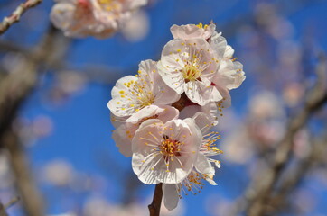 初春の青空に咲く白梅