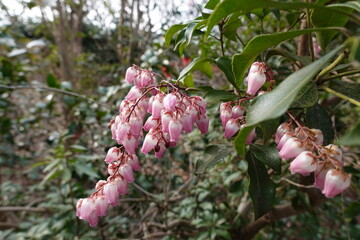 初春の寒さに耐え咲くピンクのアセビ