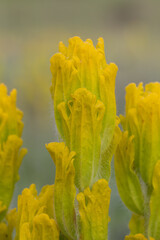 Endangered Golden Paintbrush (Castilleja levisecta). Finley National Wildlife Refuge, Oregon.