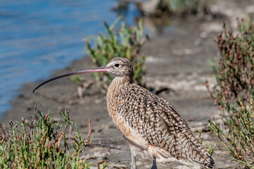 Long-billed Curlew (Numenius americanus) in Bolsa Chica Ecological Reserve, California, USA