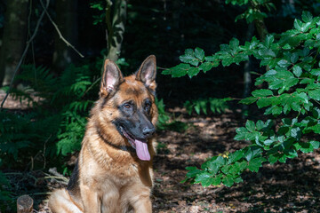 Brown German Shepherd dog, male sits in the woods on the sand, tongue sticking out. Trees in the...