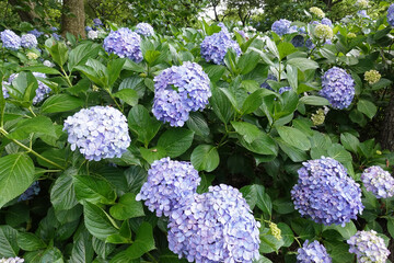 木陰に咲く紫陽花