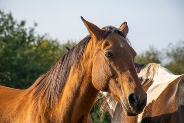 Fototapeta premium Brown Horse Portrait in a field against sky ans trees