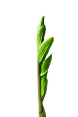 New sprout Zamioculcas plant on a white background. Modern minimal creative home decor concept, garden room.