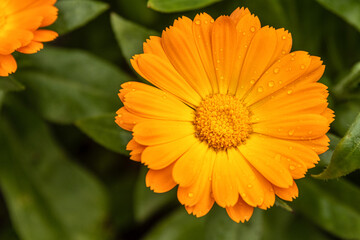 Orange flower of calendula officinalis with water drops on petals.