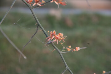 Capparis decidua, known in Hindi as karira or kerda, is a useful plant in its marginal habitat. Its...