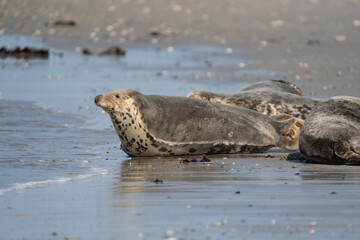 Fototapeta premium Wild gray seal colony in the sea. Lots of seaweed. Group with different shapes and sizes of gray seal. Dune, Germany