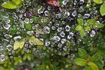 雨上がりの垣根の水滴