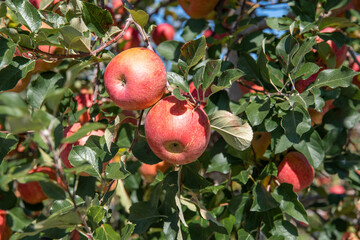 Apples hanging from a tree branch in an apple orchard