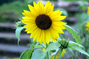 Beautiful picture of yellow sunflower