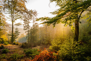 misty morning in the forest