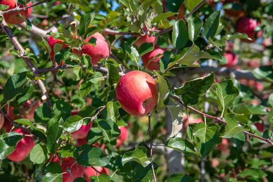 Apples hanging from a tree branch in an apple orchard