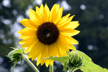 Obraz premium Beautiful close up picture of yellow sunflower in garden