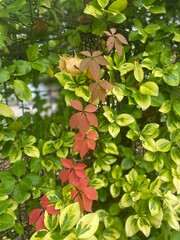 green leaves background