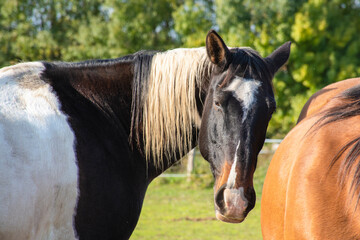 Obraz premium Brown Horse Portrait in a field against sky ans trees