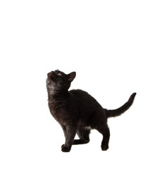 black cat on white background