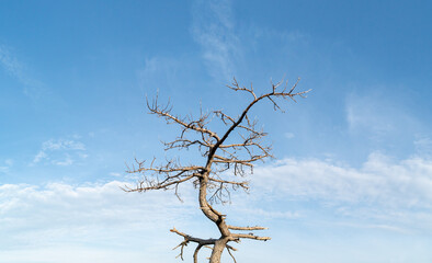 Solitary old tree on a top of a mountain during sunrise.