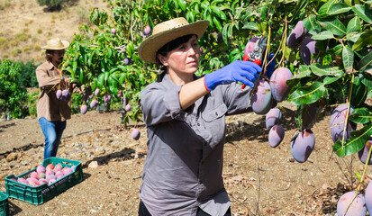 Positive adult woman working in farm orchard during autumn harvest time, picking fresh ripe mangoes