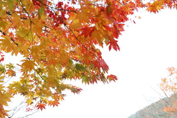 red autumn leaves on the mountain roads in Korea