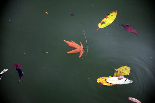 Beautiful picture of leafs floting on water
