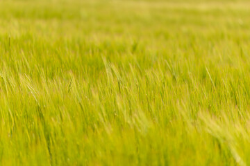 field of rye with shallow depth of focus