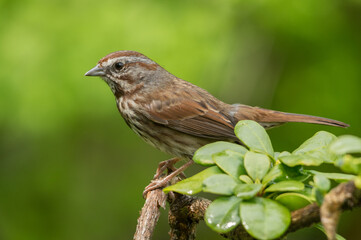 Perched - Song Sparrow (Melospiza melodia).