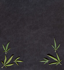 Pattern of different leaves of marijuana and hemp on a black background. Flat lay. Cannabis plant background. Copy space. Banner
