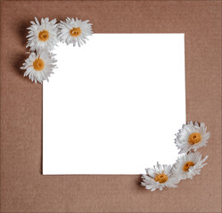 Garden flowers over brown wooden table background. Backdrop with copy space. White blooming chrysanthemums on a white isolated sheet of paper