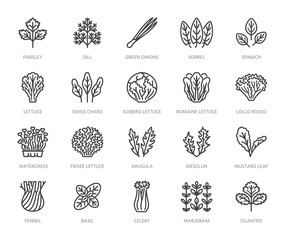 Green vegetables flat line icons set. Lettuce, spinach, cress salad, chard, dill, celery vector illustrations. Outline pictogram for fresh food vegan store. Pixel perfect 64x64. Editable Strokes