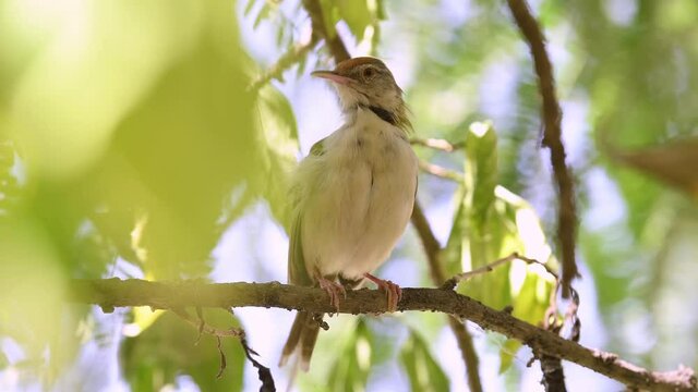 common tailorbird or Orthotomus sutorius bird preening behavior cleaning her wings in natual green background leaving perch at keoladeo national park or bharatpur bird sanctuary rajasthan india