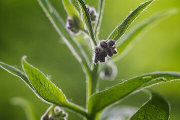 Comfrey flower bud with green leaves.