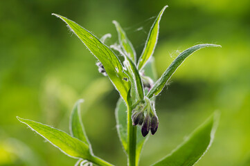 Comfrey flower bud with green leaves.
