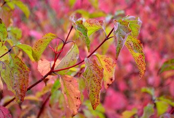 A medium-sized deciduous shrub with arguably the most intensely coloured winter stems of all...