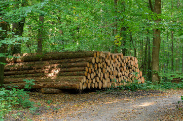 geschlagenes Holz im Wald