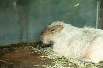 動物園で藁の上で休んでいるカピバラ