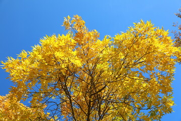 Yellow maple leaves against a blue sky