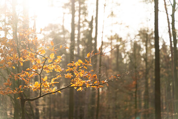 Sunset light crossing autumn yellow leaves at a park, Berlin, Germany.